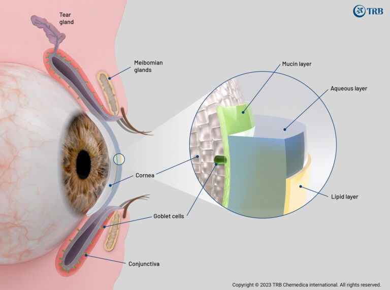 Tear-film-visualization-TRB-English